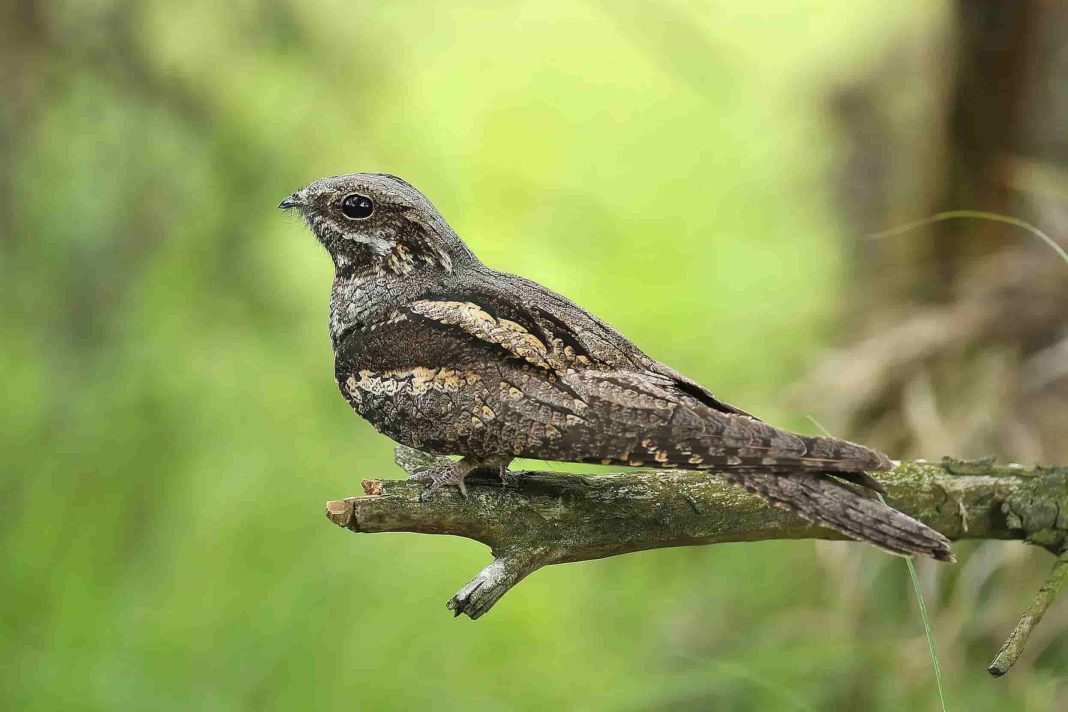 নাইটজার পাখি রহস্য