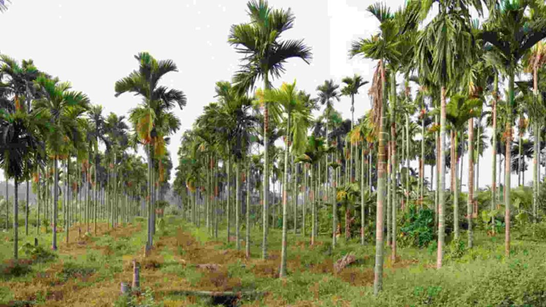 সুপরি গাছের তাল, সবুজ ঝোপঝাড়ের মধ্যে সুপারি বাগান