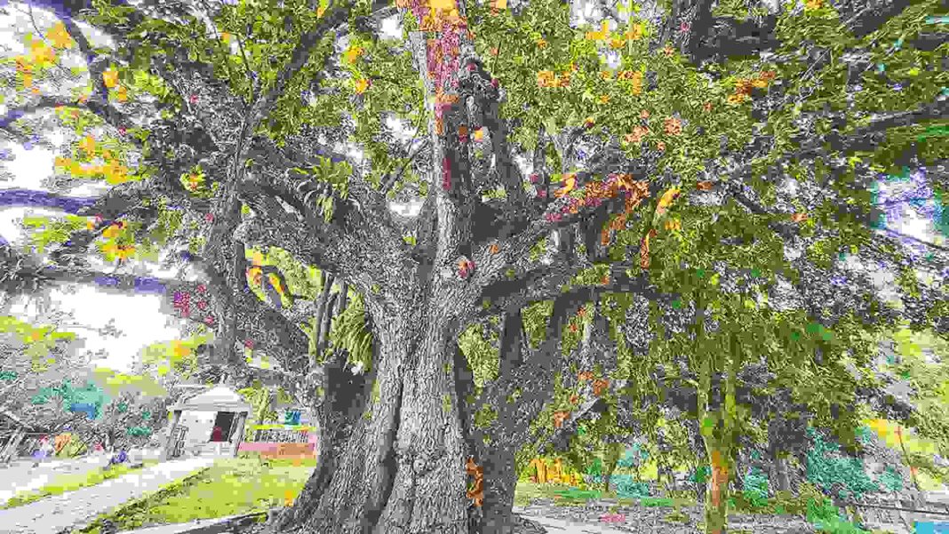 ঢাকার পূর্বাচল উপশহরের পাশে একটি গ্রামে অবস্থিত প্রায় সাতশ’ বছরের পুরনো খিরনিগাছ, যার চারপাশে সবুজ পরিবেশ ও গ্রামবাসীর যত্নে গাছটি দৃঢ়ভাবে দাঁড়িয়ে আছে।