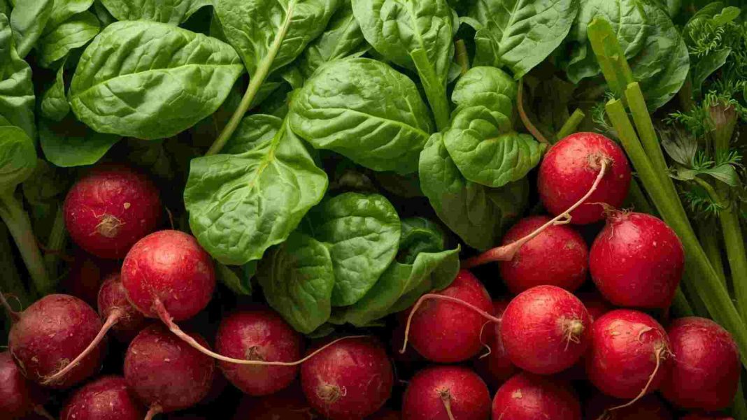 Image Alt Text: বিভিন্ন স্বাস্থ্যকর শাক যেমন পালং, লাল, ডাটা, পুঁই ও মুলা শাকের ছবি