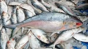 জাটকা ইলিশ আহরণে ৮ মাসের নিষেধাজ্ঞা কার্যকর ।