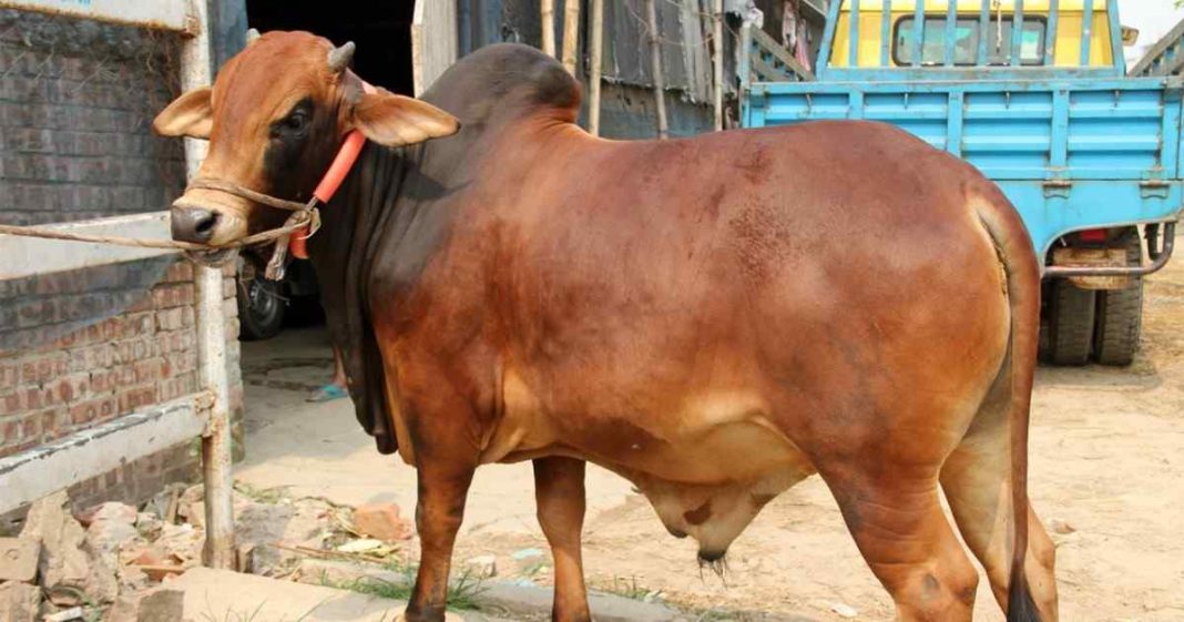 কুরবানি নষ্ট হওয়ার কারণ