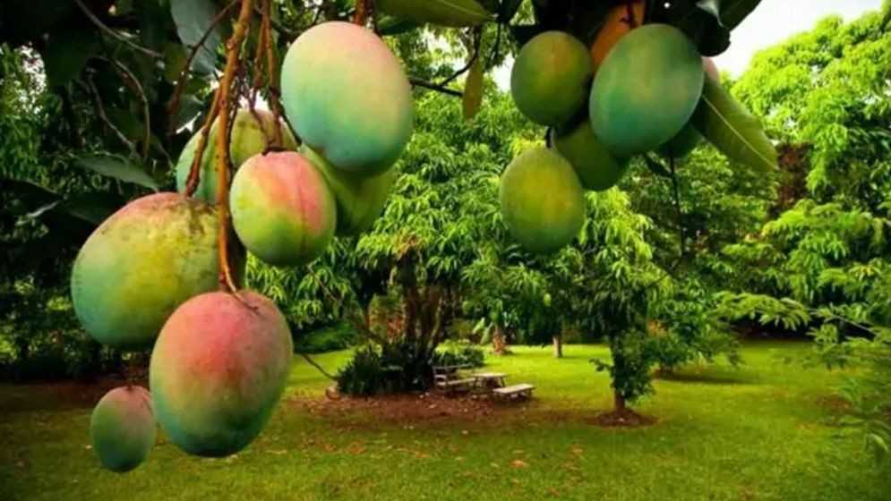 ভালো আম চেনার উপায়