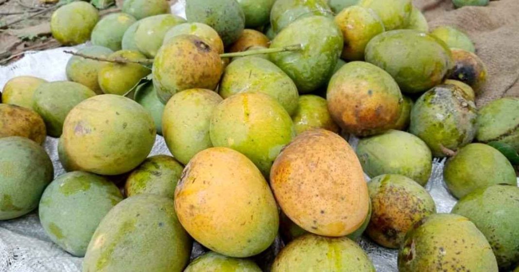 সাতক্ষীরার হিমসাগর আম