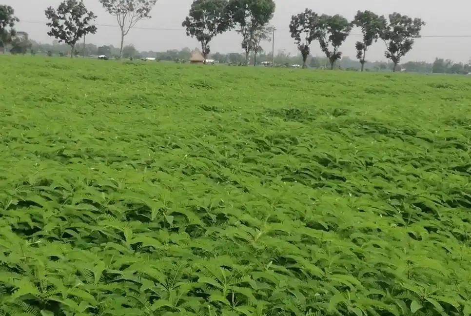 উপকূলীয় মাটির উর্বরতা বৃদ্ধি